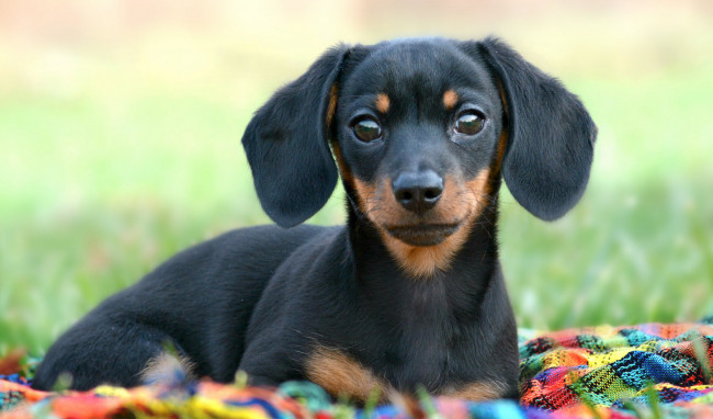 Обои картинки фото животные, собаки, такса