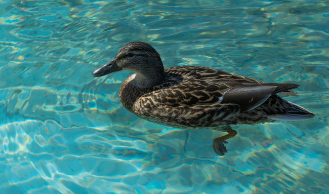 Обои картинки фото животные, утки, утка