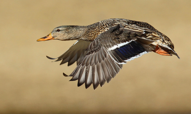 Обои картинки фото животные, утки, селезень