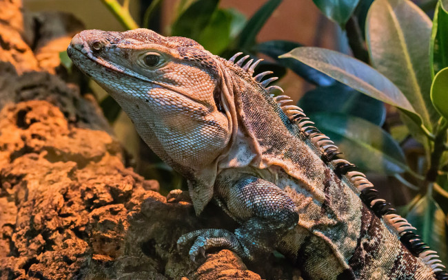 Обои картинки фото животные, Ящерицы,  игуаны,  вараны, варанчик