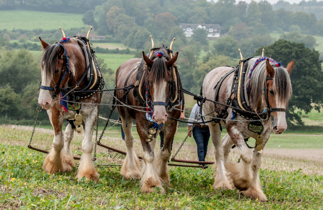 Обои картинки фото животные, лошади, тяжеловозы
