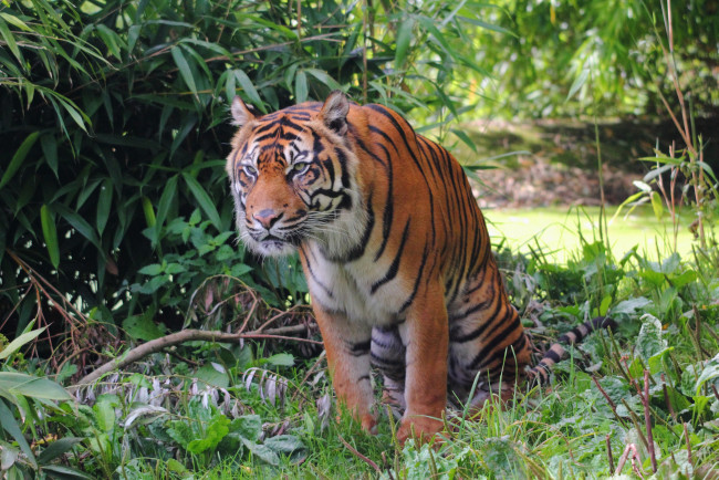 Обои картинки фото животные, тигры, тигр