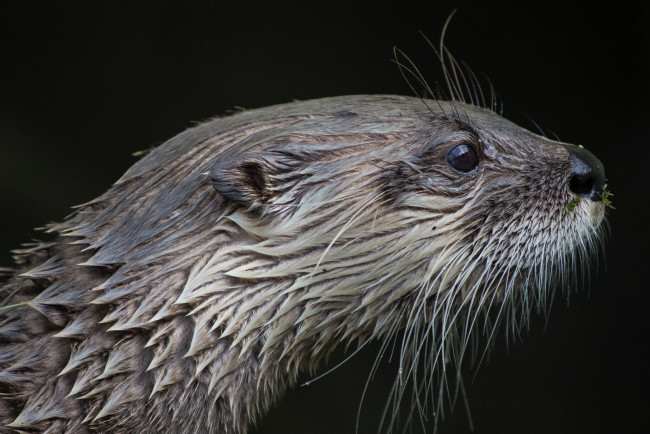 Обои картинки фото животные, выдры,  каланы,  ондатры, выдра