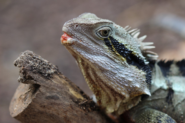 Обои картинки фото животные, Ящерицы,  игуаны,  вараны, ящерка