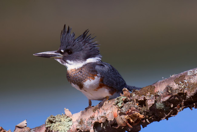 Обои картинки фото животные, зимородки, фон, ветка, megaceryle, alcyon, опоясанный, пегий, зимородок, птица