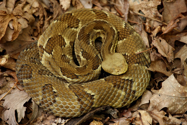 Обои картинки фото животные, змеи,  питоны,  кобры, гремучка