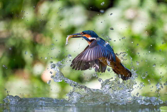 Обои картинки фото животные, зимородки, улов, рыба, брызги, вода, kingfisher, alcedo, atthis, обыкновенный, зимородок, птица