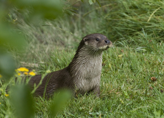 Обои картинки фото животные, выдры,  каланы,  ондатры, выдра, луг