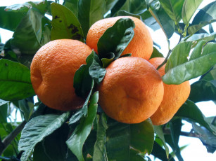 Картинка природа плоды цитрусы