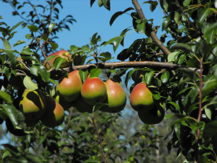 Картинка природа плоды груши