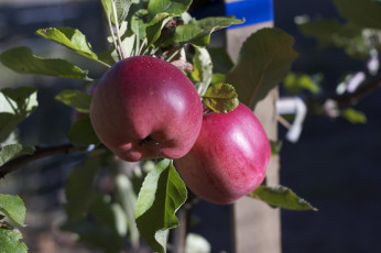 Картинка природа плоды яблоки