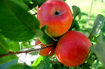 Картинка природа плоды яблоки