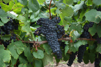 Картинка природа Ягоды +виноград лоза