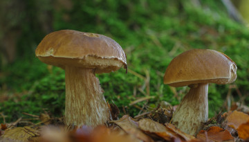 Картинка природа грибы грибочки