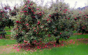 Картинка природа плоды яблоки