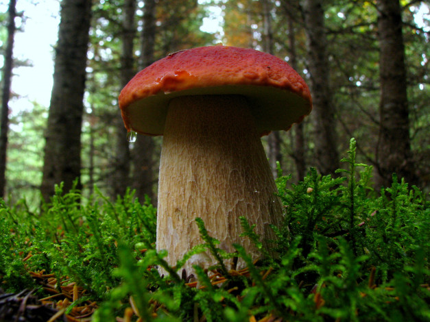 Обои картинки фото природа, грибы, грибочки
