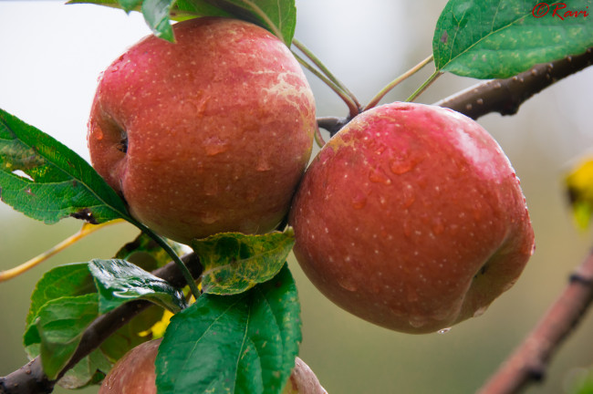 Обои картинки фото природа, плоды, яблоки