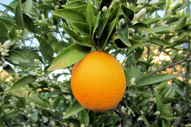 Обои картинки фото природа, плоды, цитрус