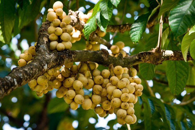 Обои картинки фото природа, плоды, дерево