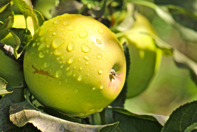 Обои картинки фото природа, плоды, яблочко