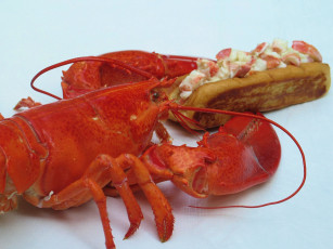 Картинка еда рыба +морепродукты +суши +роллы лобстер