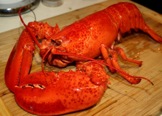 Картинка еда рыба +морепродукты +суши +роллы лобстер