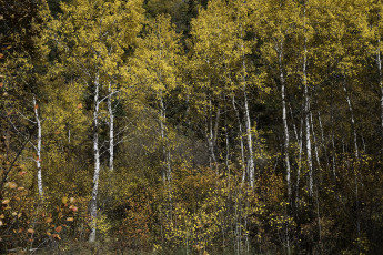 Картинка природа лес простор