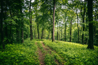 Картинка природа лес простор