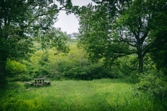 Картинка природа лес простор