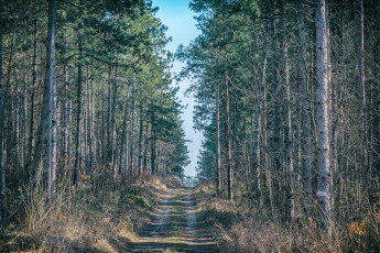 Картинка природа лес простор