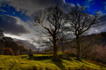 Картинка природа деревья простор