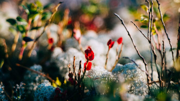 Картинка природа луга мох ветки