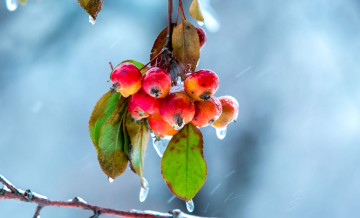 Картинка природа плоды листья дождь яблоки ветка