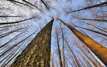 Картинка природа деревья верхушки