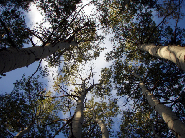 Обои картинки фото природа, деревья, верхушки