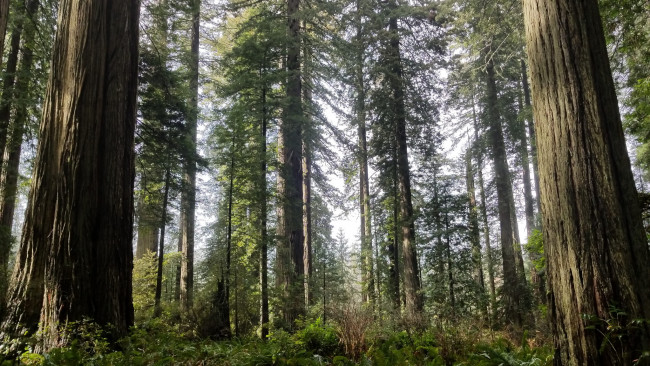 Обои картинки фото природа, лес, простор