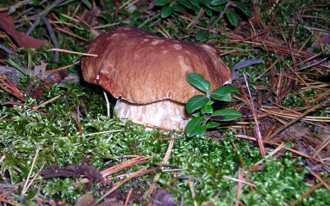 Обои картинки фото природа, грибы, боровик