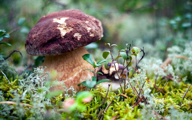 Обои картинки фото природа, грибы, боровик