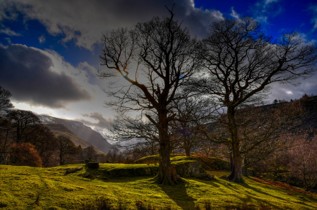 Обои картинки фото природа, деревья, простор