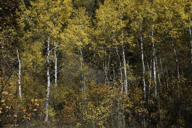 Обои картинки фото природа, лес, простор