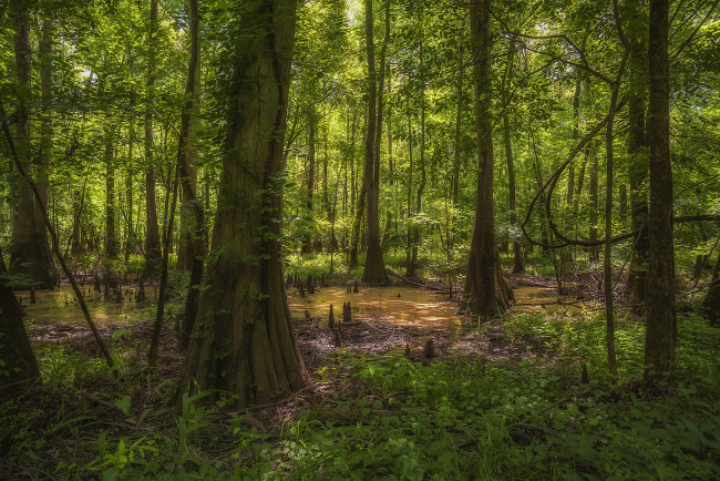 Обои картинки фото природа, лес, простор