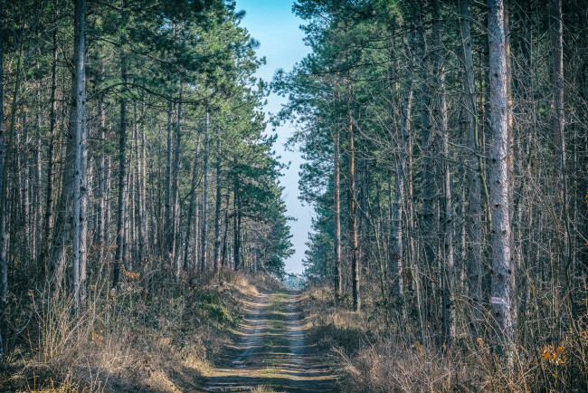 Обои картинки фото природа, лес, простор