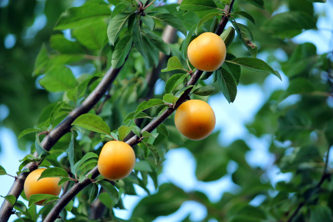 Обои картинки фото природа, плоды, сливы