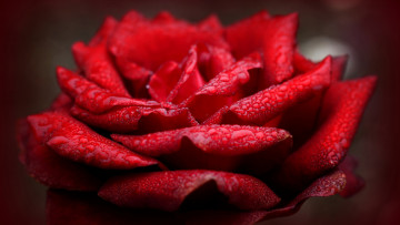 Картинка цветы розы алая роза макро капли