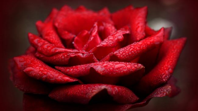 Обои картинки фото цветы, розы, алая, роза, макро, капли