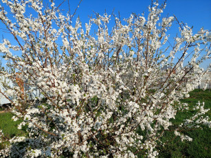 Картинка 11 04 2022 цветы цветущие+деревья+ +кустарники весна