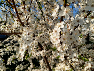 Картинка 11 04 2022 цветы цветущие+деревья+ +кустарники весна