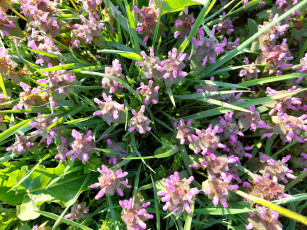 Картинка 11 04 2022 цветы луговые+ полевые +цветы весна