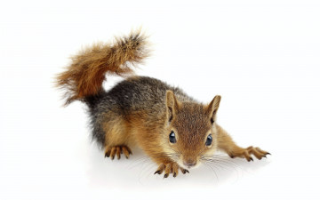 Картинка животные белки бельчонок