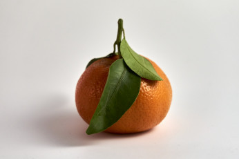 Картинка еда цитрусы мандарины